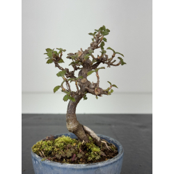 Viburnum dilatatum -gamazumi- I-8440 vista 3