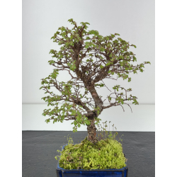 Ulmus parvifolia I-8441 vista 2