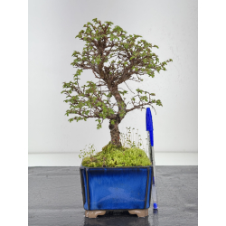 Ulmus parvifolia I-8441