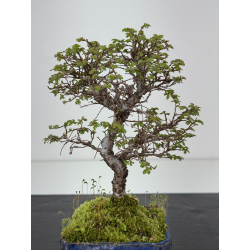 Ulmus parvifolia I-8441 vista 3