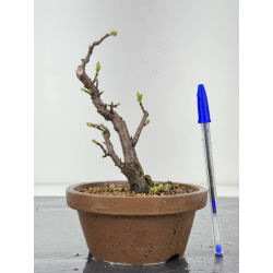 Pourthiaea villosa I-8445