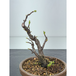 Pourthiaea villosa I-8445 vista 2