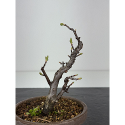 Pourthiaea villosa I-8445 vista 3