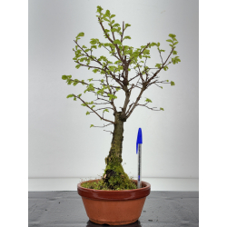 Zelkova nire I-8447