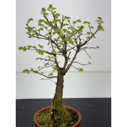 Zelkova nire I-8447 vista 2