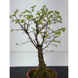 Zelkova nire I-8447 vista 3