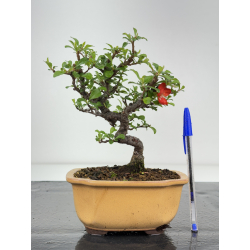 Chaenomeles chojubai I-8450