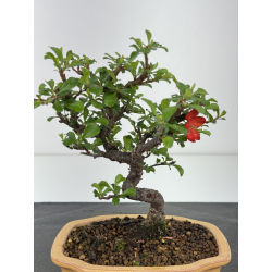 Chaenomeles chojubai I-8450 vista 2