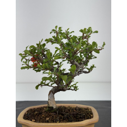 Chaenomeles chojubai I-8450 vista 3