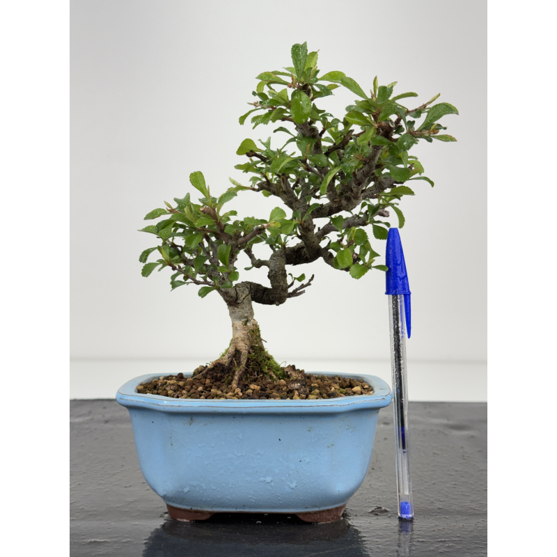 Chaenomeles chojubai I-8451