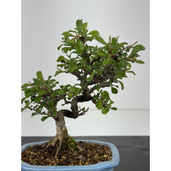 Chaenomeles chojubai I-8451 vista 2