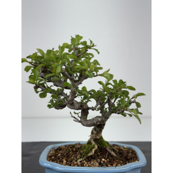 Chaenomeles chojubai I-8451 vista 3