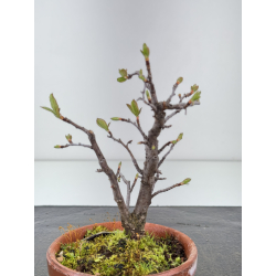 Pourthiaea villosa I-8452 vista 2