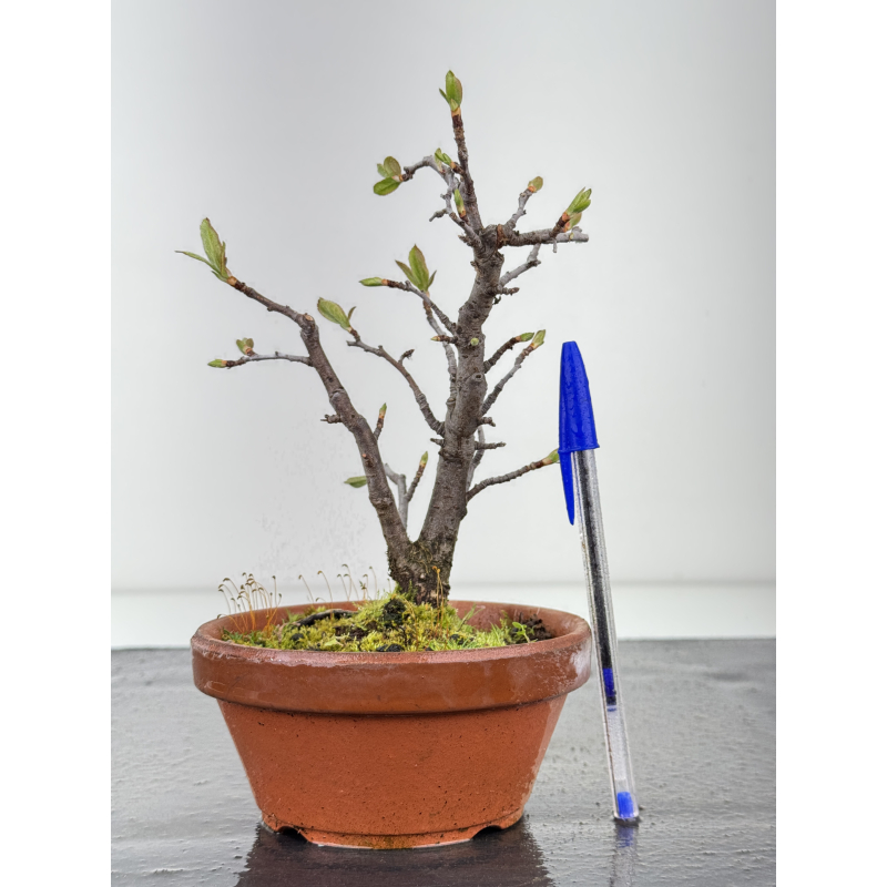 Pourthiaea villosa I-8452