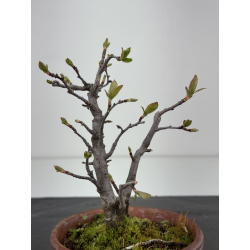 Pourthiaea villosa I-8452 vista 3