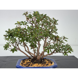 Azalea I-8454 view 2