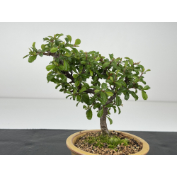 Chaenomeles chojubai I-8455 vista 2