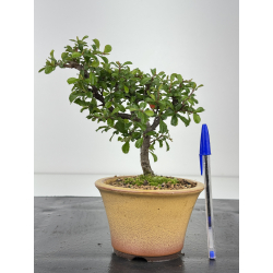 Chaenomeles chojubai I-8455