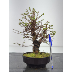 Zelkova nire I-8456