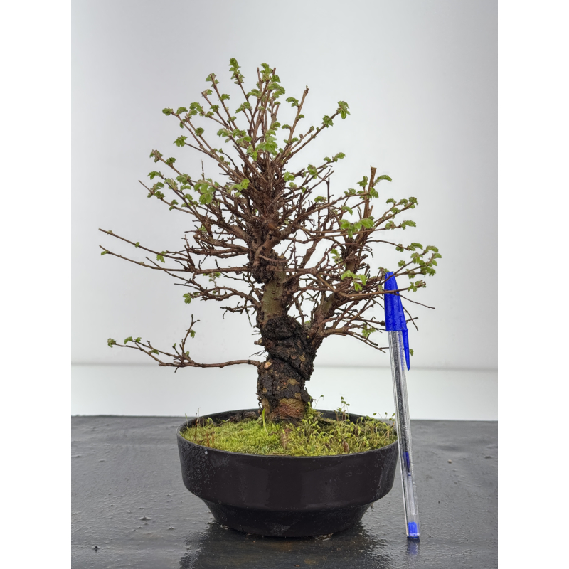 Zelkova nire I-8456