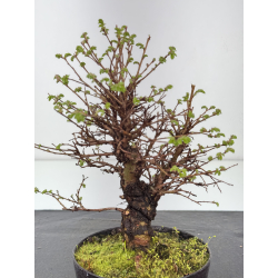 Zelkova nire I-8456 vista 2