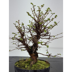 Zelkova nire I-8456 vista 3