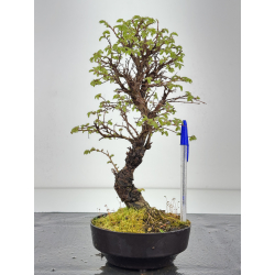 Zelkova nire I-8457
