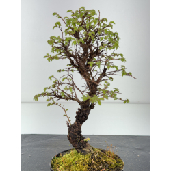 Zelkova nire I-8457 vista 2