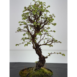 Zelkova nire I-8457 vista 3