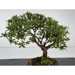 Azalea I-8458 view 2