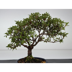 Azalea I-8458 view 3