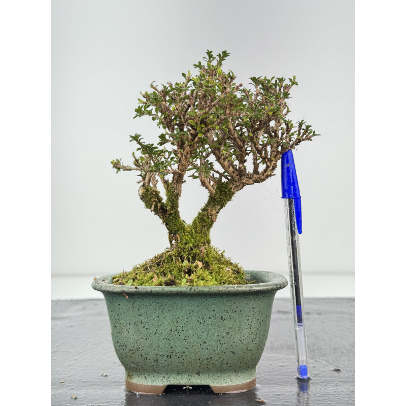 Serissa Microphylla I-8459