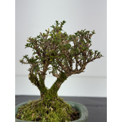 Serissa Microphylla I-8459 vista 2