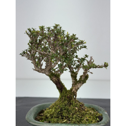 Serissa Microphylla I-8459 vista 3