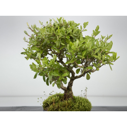 Ligustrum japonica -ibota- variegata I-8460 view 2