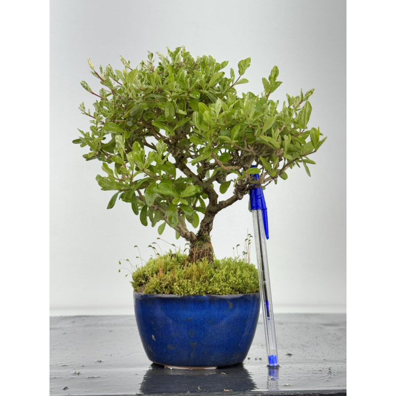 Ligustrum japonica -ibota- variegata I-8460