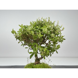 Ligustrum japonica -ibota- variegata I-8460 view 3