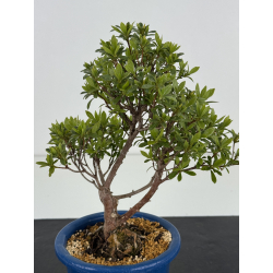 Azalea I-8462 view 2