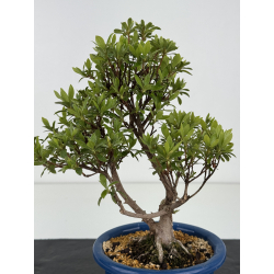 Azalea I-8462 view 3