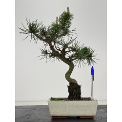 Pinus sylvestris -pino s- europeo- I-8467