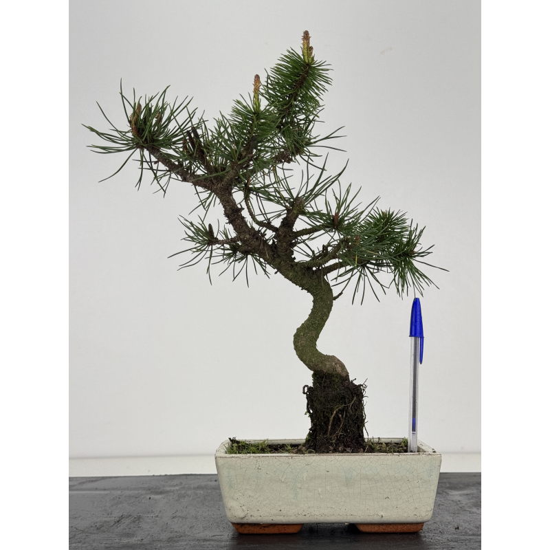 Pinus sylvestris -pino s- europeo- I-8467