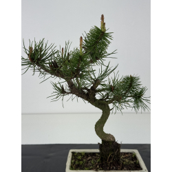 Pinus sylvestris -pino s- europeo- I-8467 vista 2