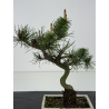 Pinus sylvestris -pino s- europeo- I-8467 vista 2