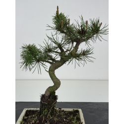 Pinus sylvestris I-8467 view 3