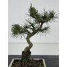 Pinus sylvestris -pino s- europeo- I-8467 vista 3