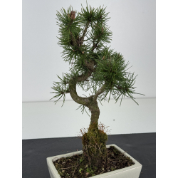 Pinus sylvestris -pino s- europeo- I-8475 vista 2