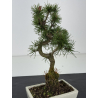 Pinus sylvestris I-8475 view 2