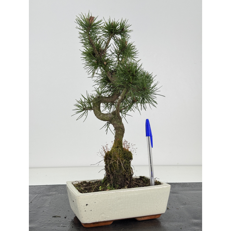 Pinus sylvestris -pino s- europeo- I-8475