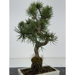 Pinus sylvestris I-8475 view 3