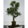 Pinus sylvestris -pino s- europeo- I-8475 vista 3